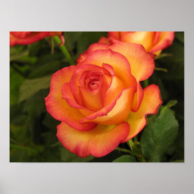 Poster Rose orange (Devant)