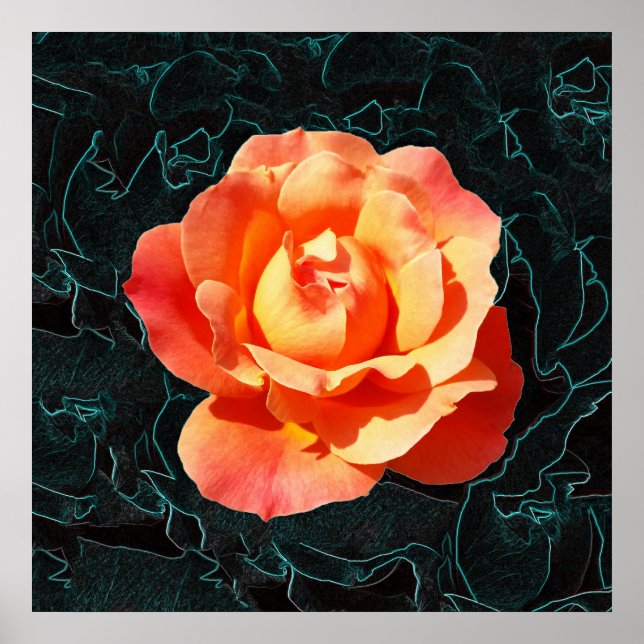 Poster Rose orange clair (Devant)