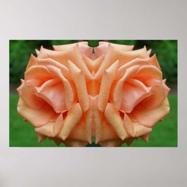 Poster Rose Peach dans le miroir de fleurs Abstrait (Devant)