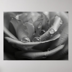Poster Rose Pétale Monochromatique Éthérée Macro