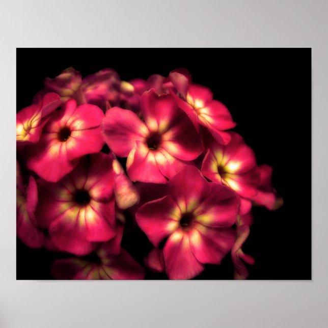 Poster Rose-Phlox (Devant)