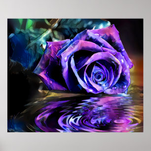 Poster Rose pourpre