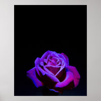 Rose pourpre avec gouttes d'eau sur Arrière - plan