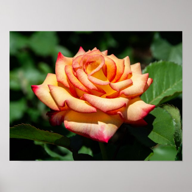 Poster Rose Rêve Réalisé (Devant)