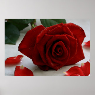 Poster Rose romantique