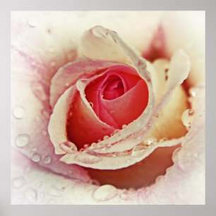 Poster Rose romantique avec Raindrops Flower Macro