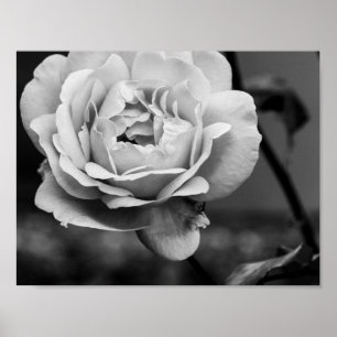 Poster Rose romantique noir et blanc