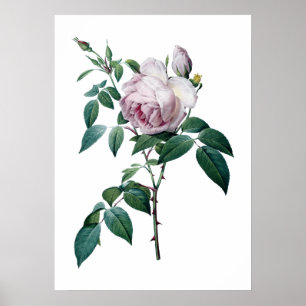 Poster rose rose