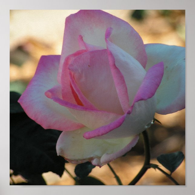 Poster Rose rose (Devant)