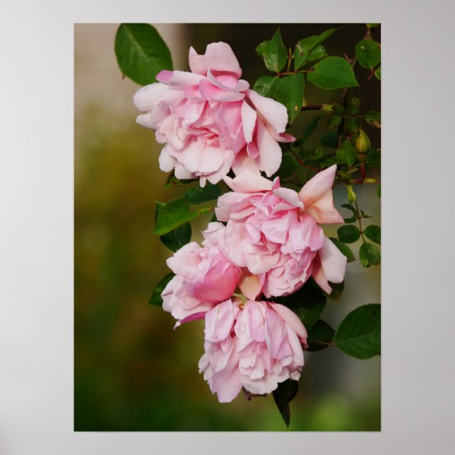 Poster Rose rose Albertine (Devant)