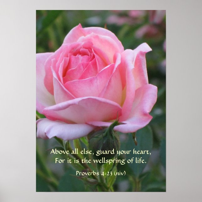 Poster Rose Rose Bud ~ Proverbes 4:23 (Devant)