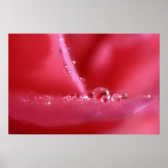 Poster Rose rose cerise (Devant)