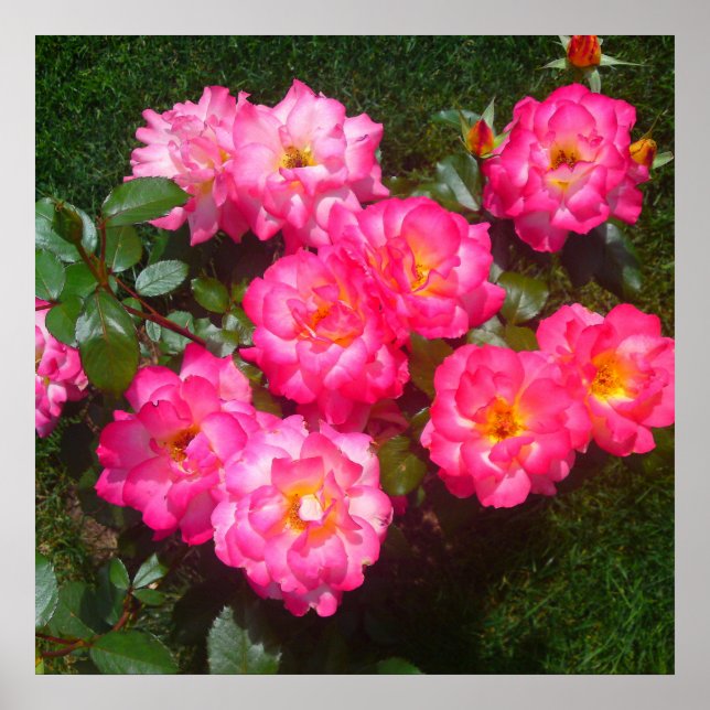 Poster Rose rose chaud (Devant)