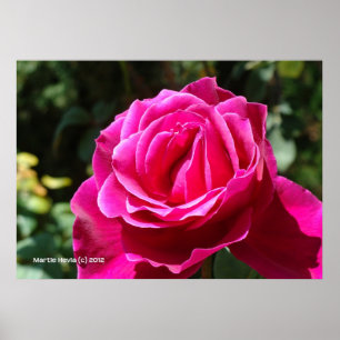 Poster Rose rose chaud