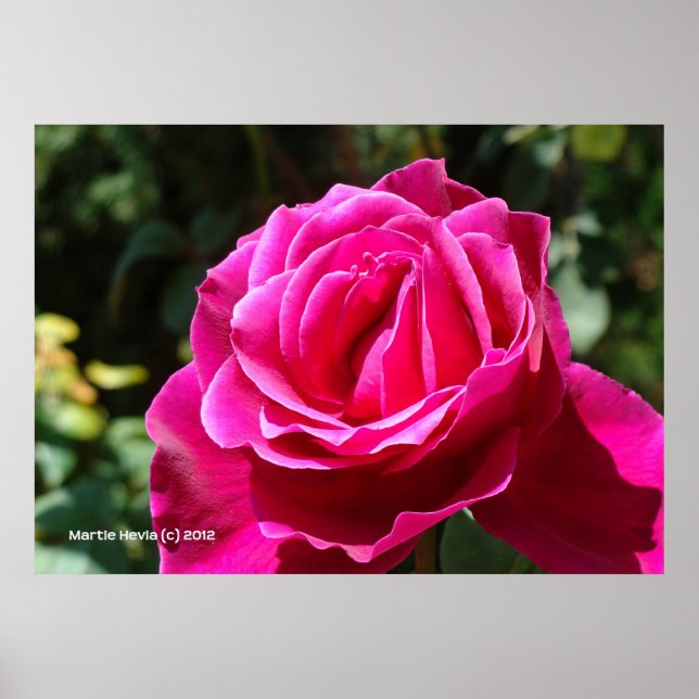 Poster Rose rose chaud (Devant)