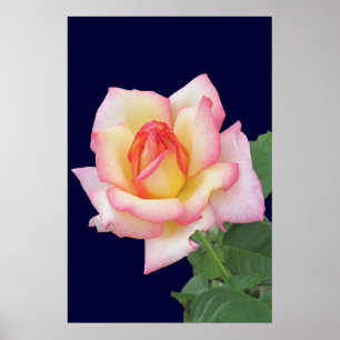 Poster Rose rose duo-ton