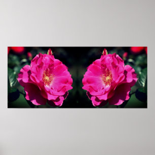 Poster Rose rose en pleine fleur Gros plan