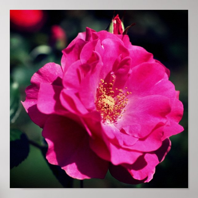 Poster Rose rose en pleine floraison Gros plan (Devant)