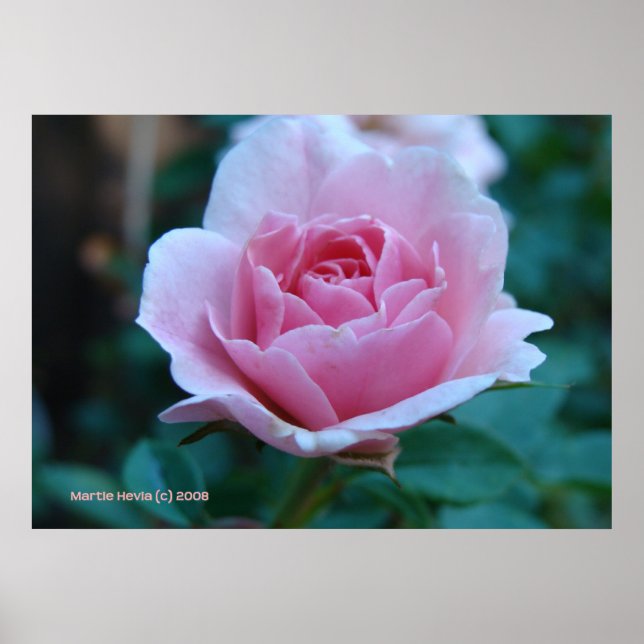 Poster Rose rose en vert (Devant)