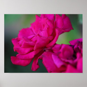 Poster Rose rose épanouie