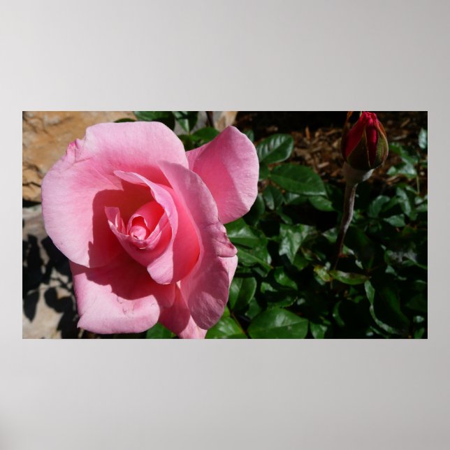 Poster Rose rose et bud Garden Floral (Devant)