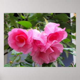 Poster rose rose et gouttes de pluie
