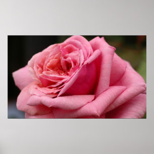 Poster Rose rose I Jolie photo florale