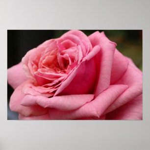Poster Rose rose I Photographie florale jolie