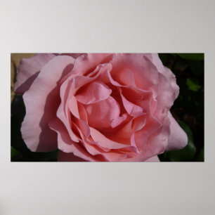 Poster Rose rose II Plutôt Floral