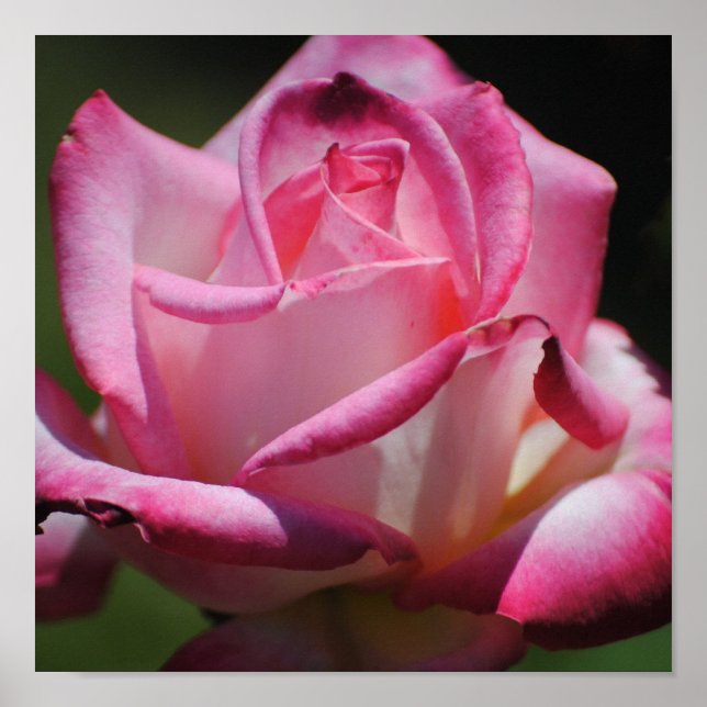 Poster Rose rose Kordes Perfecta Imprimer (Devant)