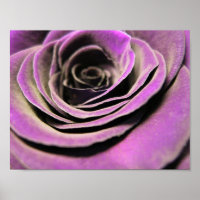 Rose rose Lilac