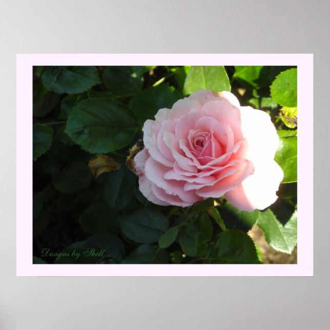 Poster Rose Rose Pâle (Devant)