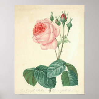 Poster Rose rose pâle par Redoute