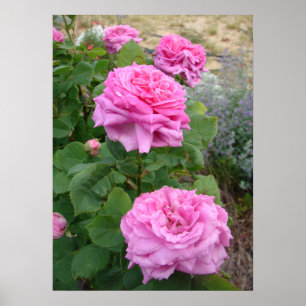 Poster Rose Rose Pink Fleurs Fleur Jardin John Hopper