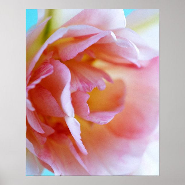 Poster Rose rose rose (Devant)