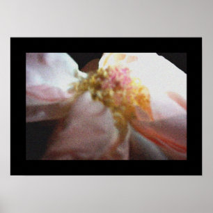 Poster Rose rose rose