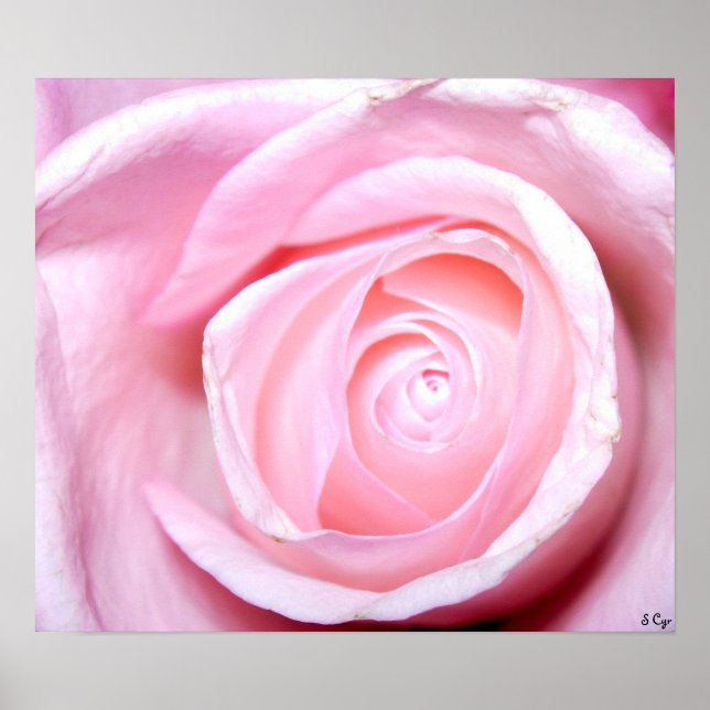 Poster Rose rose, S Cyr (Devant)