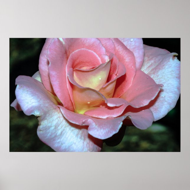Poster Rose rose sur toile (Devant)