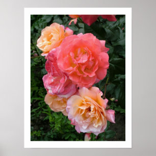 Poster rose Roses