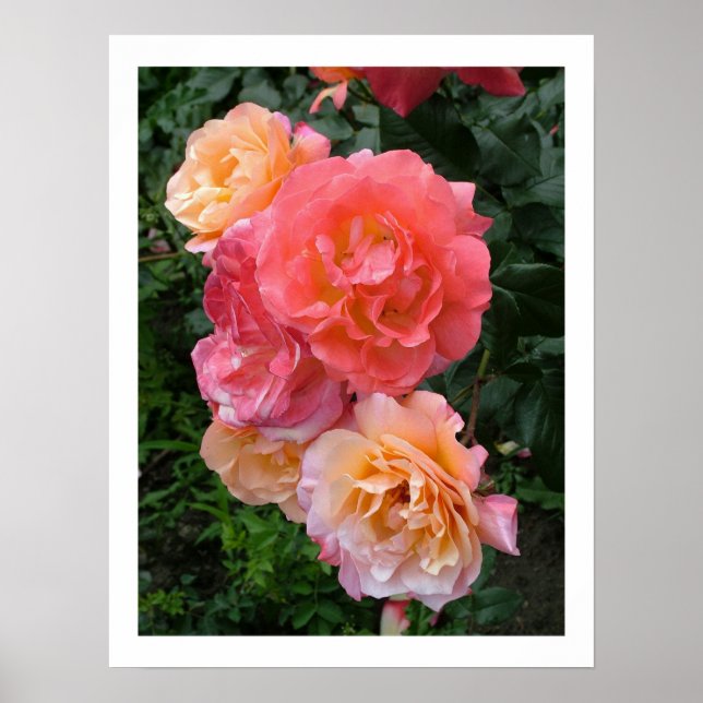 Poster rose Roses (Devant)