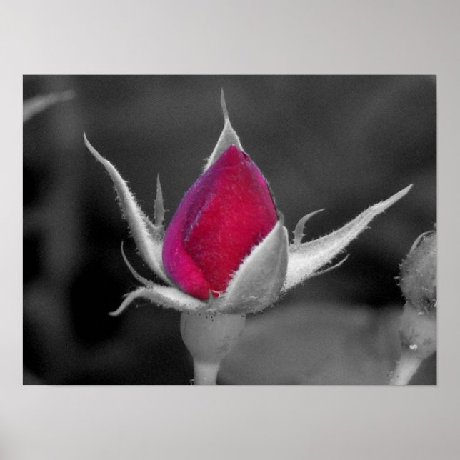 Poster Rose rouge (Devant)