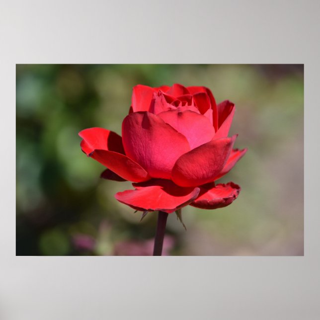 Poster Rose rouge (Devant)
