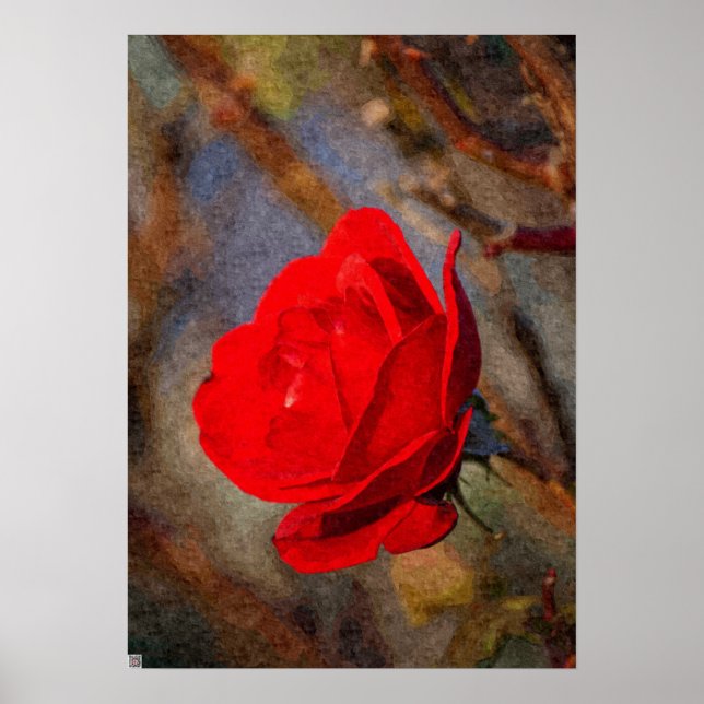 Poster Rose rouge (Devant)
