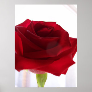 Poster Rose rouge