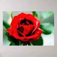 Rose rouge avec gouttes de ragoût