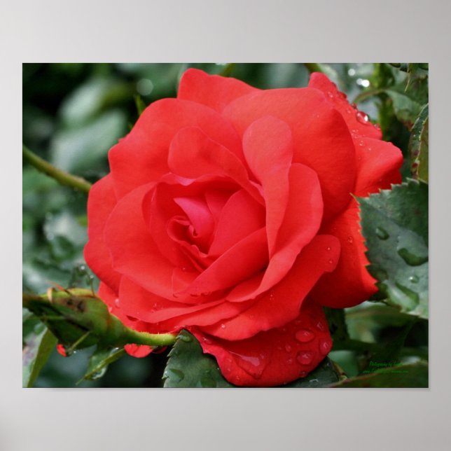 Poster Rose rouge avec Raindrops Floral (Devant)