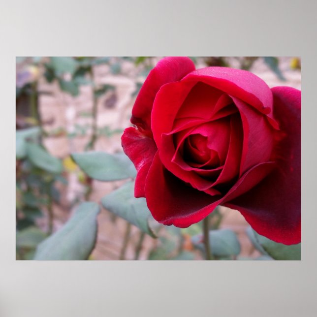 Poster Rose rouge d'automne (Devant)