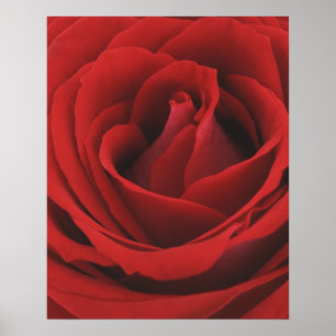 Poster Rose rouge de floraison