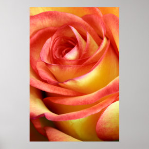 Poster rose rouge et jaune