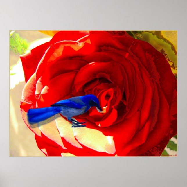 Poster Rose rouge et Oiseau bleu (Devant)